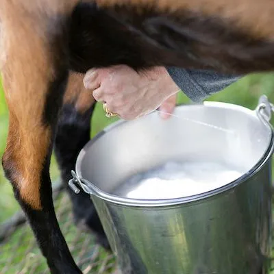thumbnail for publication: What’s Involved in Caring for Dairy Goats